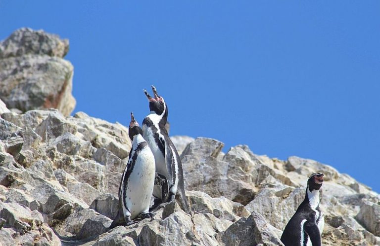 Paracas Peru ©Inspired Travel Adventures